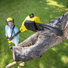 Best Tree Risk Assessment  in Springville, AL