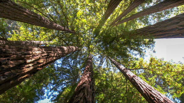 How Our Tree Care Process Works  in  Springville, AL