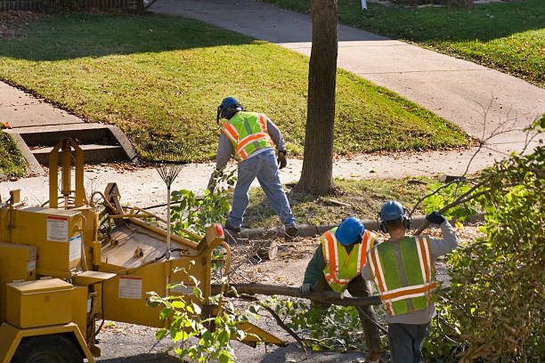 Best Tree Cabling and Bracing  in Springville, AL