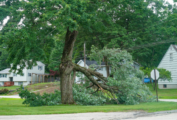 How Our Tree Care Process Works  in  Springville, AL