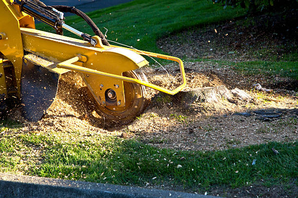 Best Root Management and Removal  in Springville, AL