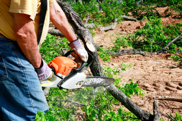 Best Lawn Drainage Solutions  in Springville, AL